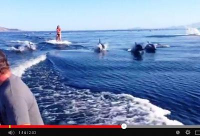 Wakeboard con i delfini
